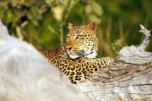 Leopard (Panthera pardus). Animal in the wild