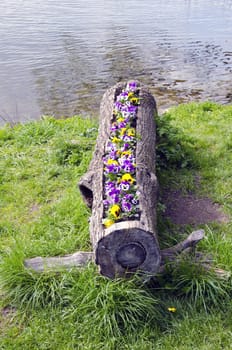 summer flowers in the wooden flowerpot