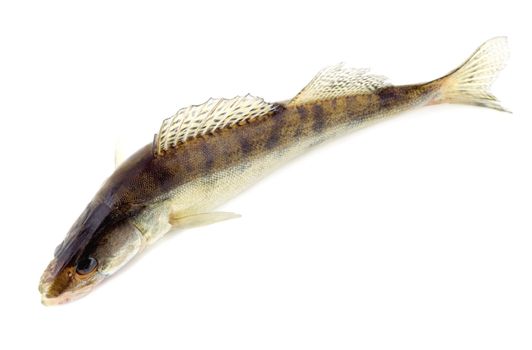 Raw fish isolated on white background