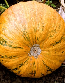 pumpkin autumn vegetable close-up nature background