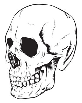 Human skull