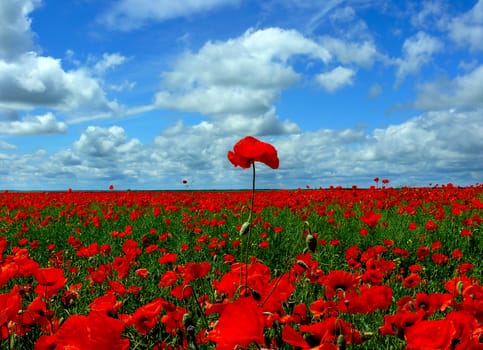 Red poppies flowers landscape meadow background