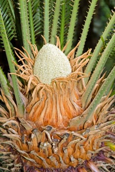 sapling of a cycas of Japan  Madeira