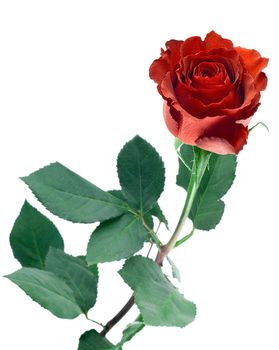 long stem red rose bud isolated on white background