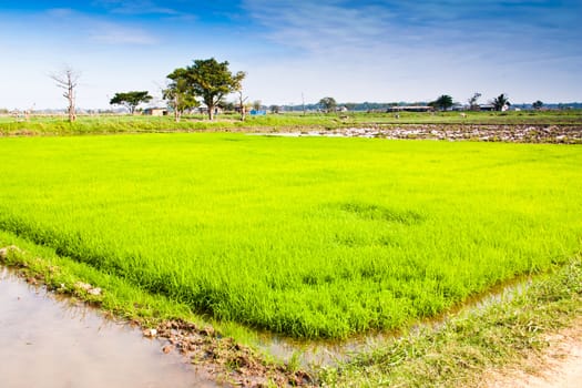 In rice cultivation.
Often cultivated in the countryside.