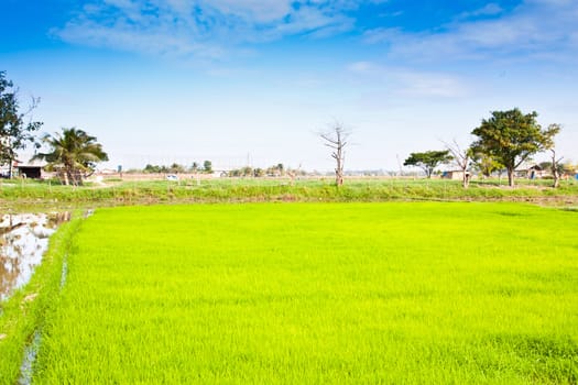 In rice cultivation.
Often cultivated in the countryside.
