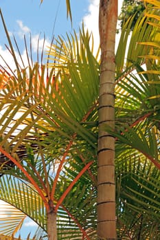 close-up palm trees  Madeira