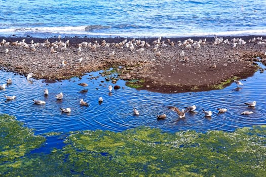 seagulls, bath time  Atlantic Ocean island of Madeira