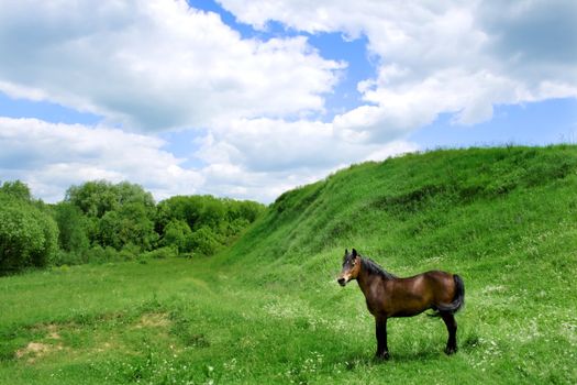 Horse close-up in meadow background