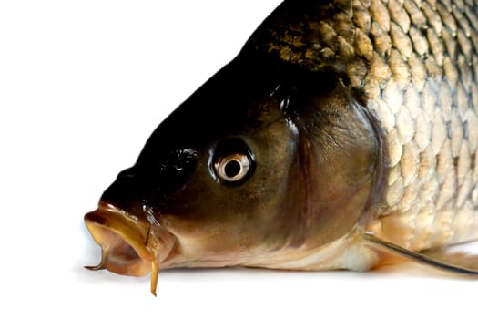 head carp close-up, isolated on white background