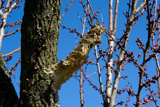 fungus on tree,tree in garden on background blue sky