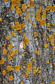 Surface of the large tree fungus. background cortex tree close-up