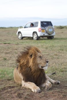 African lion (Panthera leo). Animal in the wild