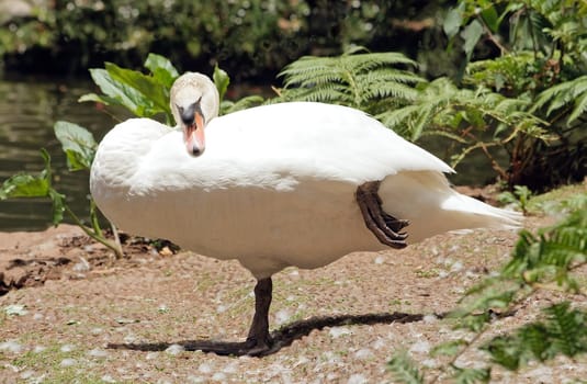 sleeping swan standing on one leg