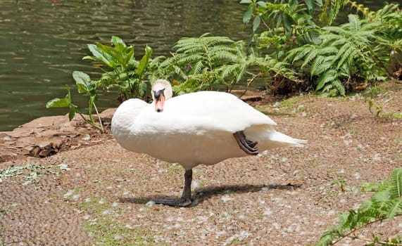 sleeping swan standing on one leg