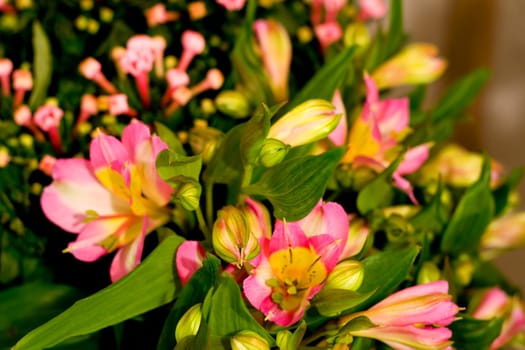 flores background,nature blossom flower
