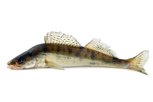 fish zander fang isolated on white background