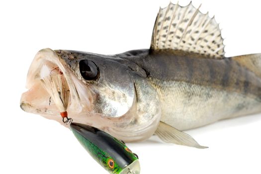 fish walleye zander isolated on white background