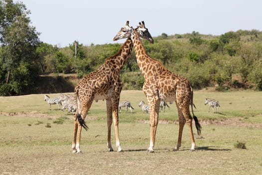 Two giraffes (Giraffa camelopardalis). Animal in the wild