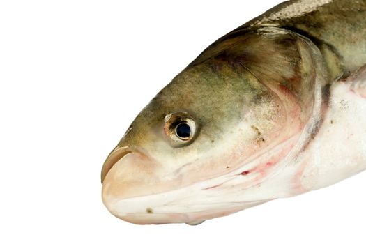 Fish silver carp,hypophthalmichthys molitrix,silberkarpfen, close-up isolated on white background