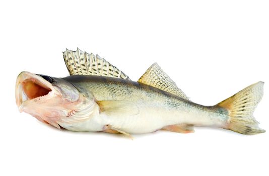 fish walleye zander pike-perch , isolated on white background