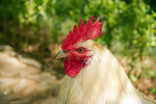 the cock, emblem of France