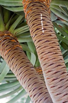 trunk of the palm dragon blood  Madeira