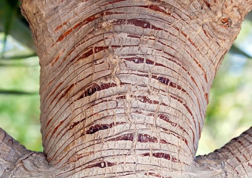 palm dragon blood, the trunk  Madeira