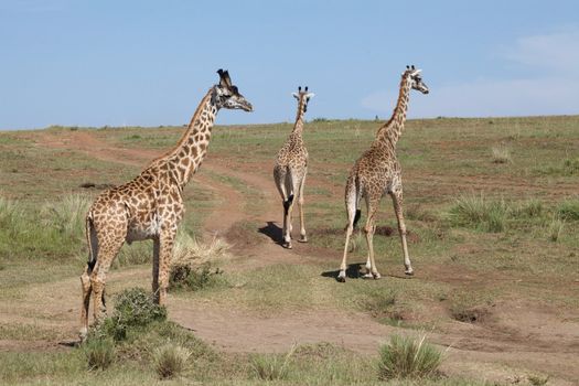 Giraffe (Giraffa camelopardalis). Animal in the wild