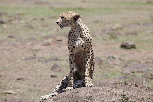 Cheetah (Acinonyx jubatus). Animal in the wild