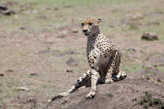 Cheetah (Acinonyx jubatus). Animal in the wild