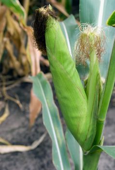 corn in husks fresh corn raw corn green corn husks corn on the cob