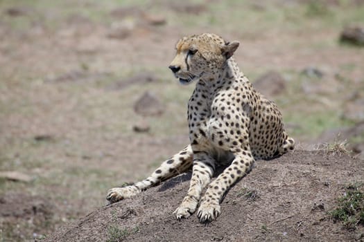 Cheetah (Acinonyx jubatus). Animal in the wild