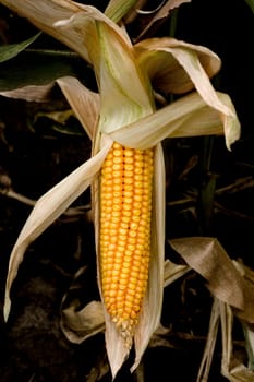 corn crop in field outdoor background