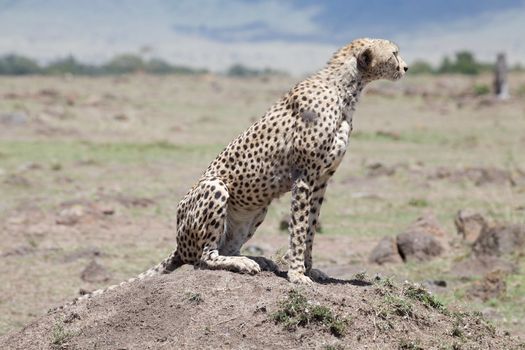 Cheetah (Acinonyx jubatus). Animal in the wild