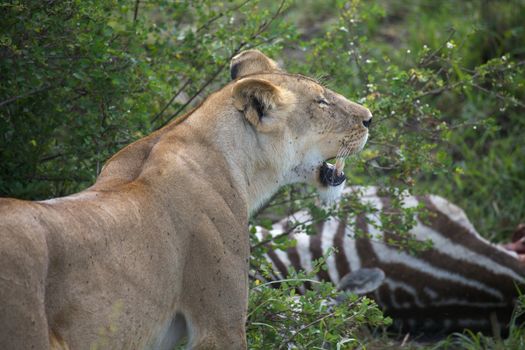 African lioness (Panthera leo) has killed a zebra (Equus burchellii)