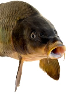 carp head close-up isolated on white background
