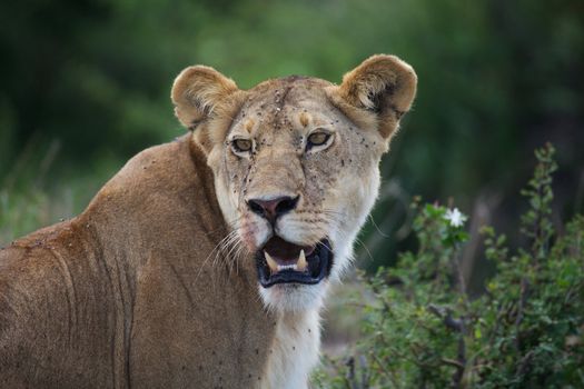 African lioness (Panthera leo). Animal in the wild