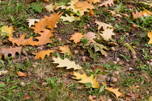 Autumn background,ooak, leaf, acorn.