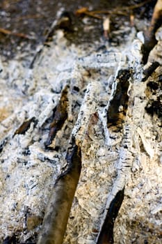 ash close-up ,vertical background