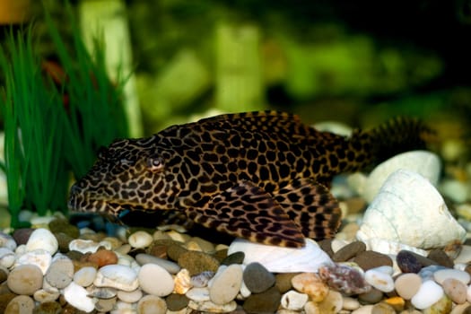 aquarium fish,close-up can be used as background,wallpaper