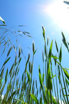 Summer field of wheat