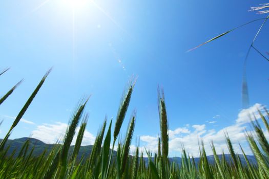 Summer field of wheat