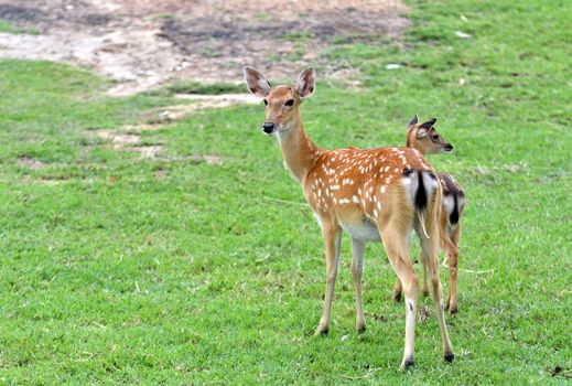 young sika deer and their mother