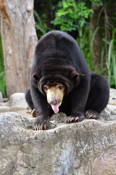 malayan sun bear,the largest bear in the world