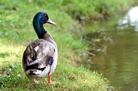 mallard duck stand near the river
