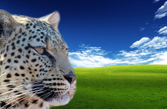 Leopard (Panthera pardus). Animal in the wild with blue sky and clouds in the background