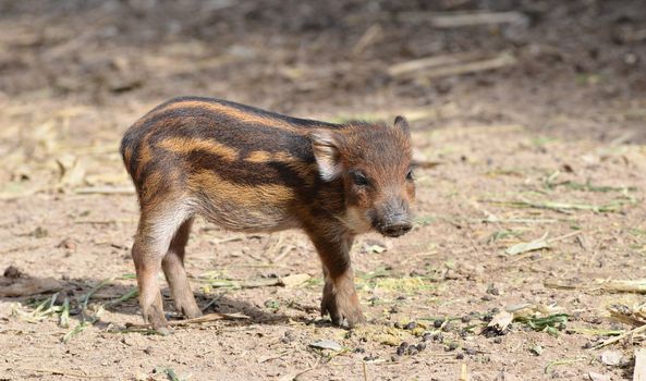 baby wildboar in chiang mai night safari