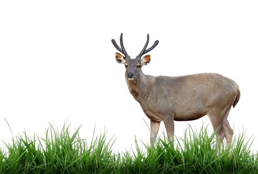 sambar deer isolated