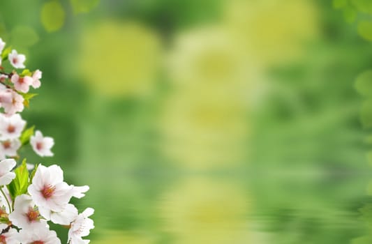 Nature: white flowers with green water background